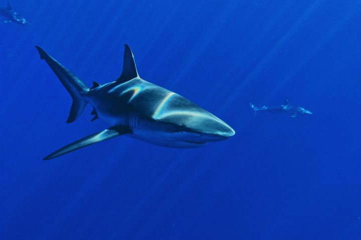 a shark swimming in blue water