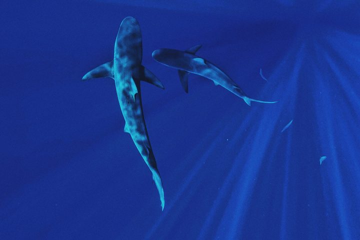 diving with sharks