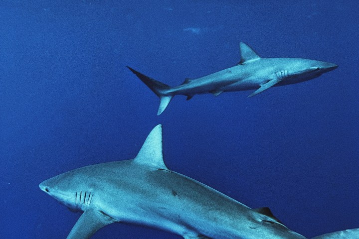 a shark in the water