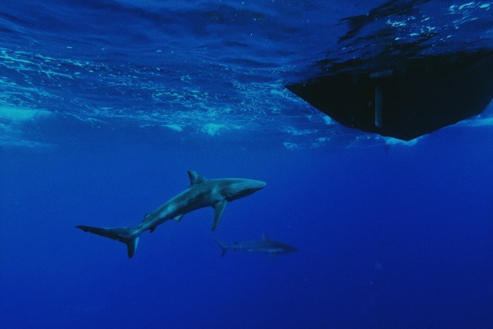 diving with sharks