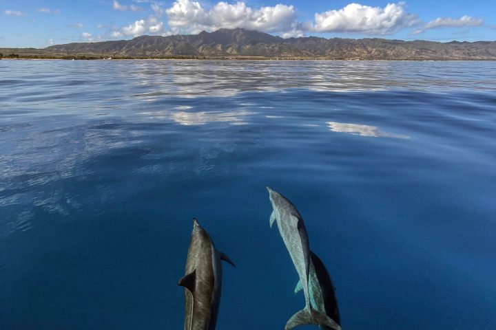 a bird flying over a body of water