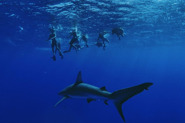 diving with sharks