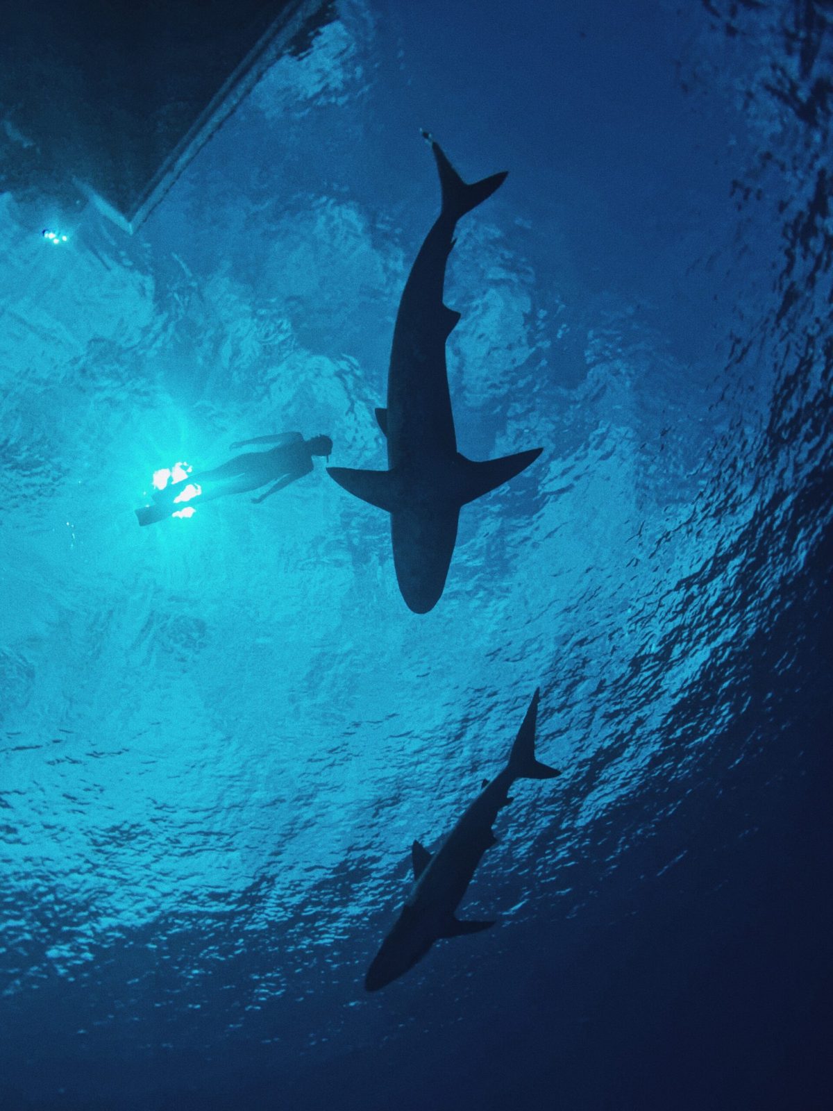 diving with sharks in the open ocean diving with sharks in the open ocean